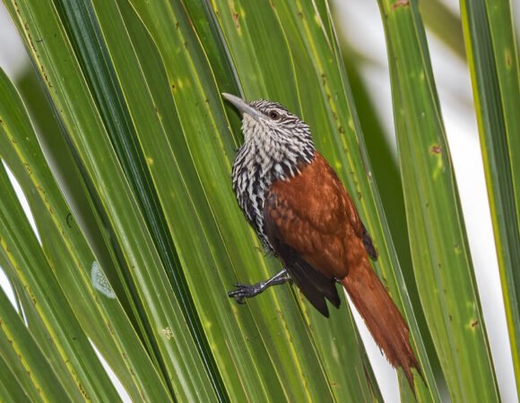 Tambopata Nature & Birds Adventure