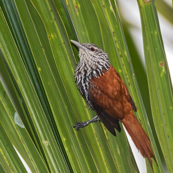 Tambopata Nature & Birds Adventure