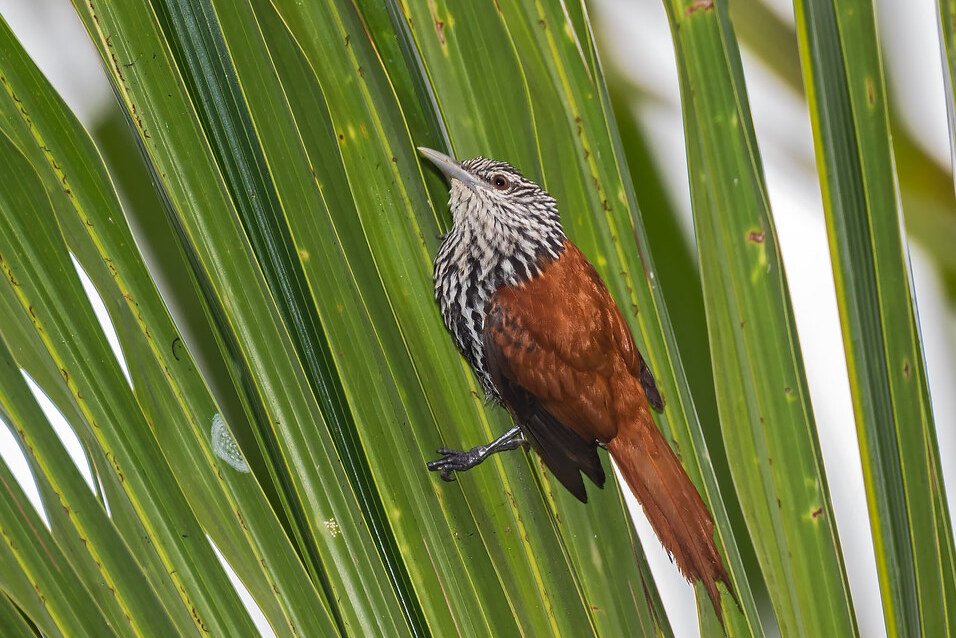 Tambopata Nature & Birds Adventure