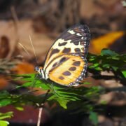Tours Tambopata Amazon