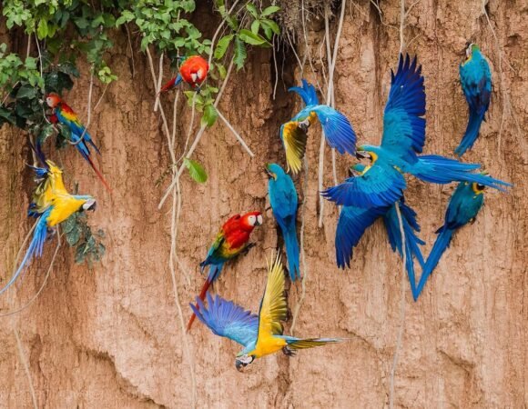 Chuncho Macaw Clay Lick Full Day Experience