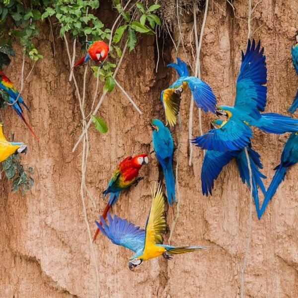 Chuncho Macaw Clay Lick Full Day Experience