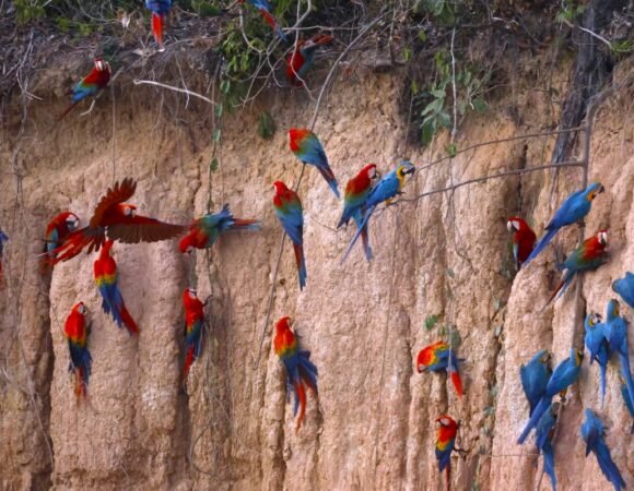 Exploring the Amazon: Macaws and Diverse Wildlife
