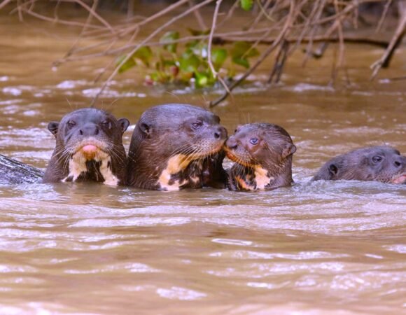 Jungle Refuge: Magical Encounters with Wildlife
