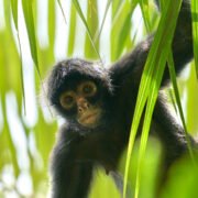 Tours Tambopata Amazon