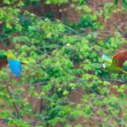 Tours Tambopata Amazon